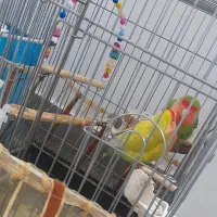 عروس هلندی و کوتوله|پرنده|قم, سید معصوم|دیوار