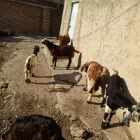 نر بز جوان|حیوانات مزرعه|نوده خاندوز, |دیوار