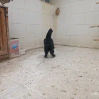 خروس مرندی|حیوانات مزرعه|دوتپه, |دیوار