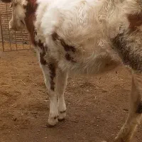 گوساله سیمنتال|حیوانات مزرعه|ایواوغلی, |دیوار