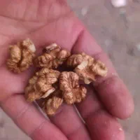 گردو|خوردنی و آشامیدنی|مرند, |دیوار