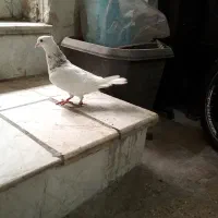 کفتر طوقی نر