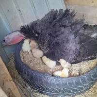 بقلمون ارگانیک محلی