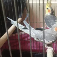 عروس هلندی جفت مولد|پرنده|اصفهان, شیخ اشراق|دیوار