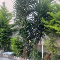 فروش یوکا ۲۵ ساله