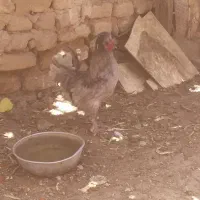 خروس سلطان زینتی جوان خوشگل|حیوانات مزرعه|قم, قلعه کامکار|دیوار