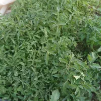 نشا گوجه