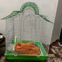 قفس