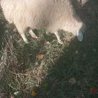 ۵ عدد توغلو ماده