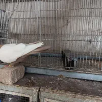 سینه ای زرد نر|پرنده|کرج, مطهری|دیوار