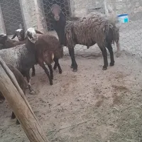 ی عدد قوچ مهربانی درجه یک|حیوانات مزرعه|نورآباد, |دیوار