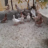 جوجه نامبروطوقی|پرنده|همدان, |دیوار