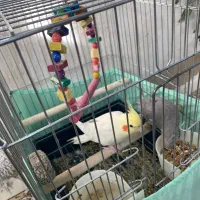 یک جفت عروس هلندی|پرنده|نورآباد, |دیوار