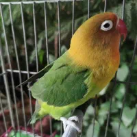 طوطی برزیلی کوتوله|پرنده|اصفهان, شاهد|دیوار