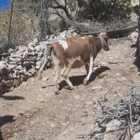 دو راس گاو داشتی