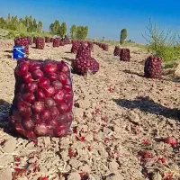 دنبال چند کارگر پیاز