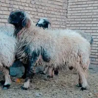 بره قوچی|حیوانات مزرعه|شهرکرد, |دیوار