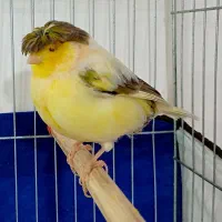 قناری گلاستر نر و ماده|پرنده|اردبیل, |دیوار