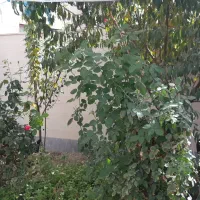 ویلایی-شمالی
