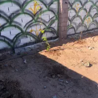 باغچه-چهاردیواری