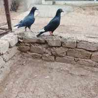 چند جفت کفتر هم پرشی هم جفتی|پرنده|دشتابی, |دیوار