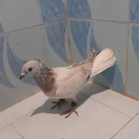 کبوتر|پرنده|میرجاوه, |دیوار