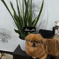 پامریین یک سال و نیم جنس نر عقیم شده|سگ|اهواز, کوی مهدیس|دیوار