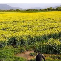 اجاره زمین کشاورزی سرگز دولت آباد