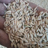 باغبانی ودرختکاری