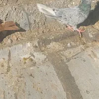 دم سفید،چپ|پرنده|تربت‌حیدریه, اندیشه|دیوار