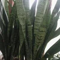 فروش گل سانسوریا