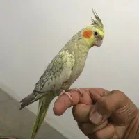 عروس هلندی