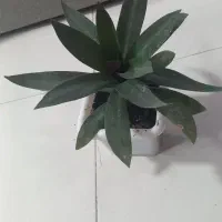 گلهای طبیعی|گل و گیاه طبیعی|سمنان, |دیوار