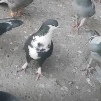 ریش دم غلط شهرک کارگاهی