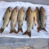 ماهی رودخانه تمیز کرده کیلویی ۱۳۰|ماهی|لردگان, |دیوار