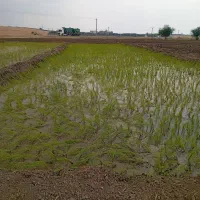 برنج دمسیاه