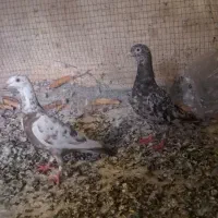 یه جفت کفتر سرور عطیقه