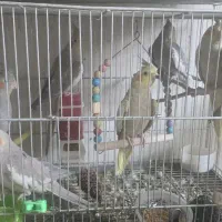 عروس هلندی|پرنده|اصفهان, فروردین|دیوار