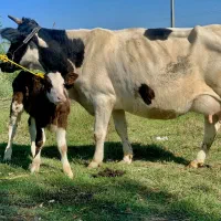 گاو گوساله دار شیری نر