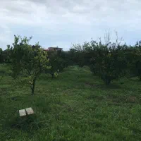 فروش پرتقال و نارنگی سر درختی