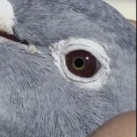 کفتر  جان اردن مسافتی پلاکی المانی