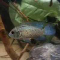 فروش و معاوضه تعدادی ماهی|ماهی|کرمانشاه, |دیوار