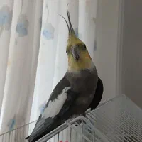 عروس هلندی نرو ماده