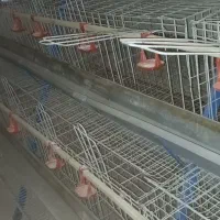 قفس مرغتخمگذار