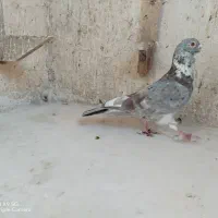 اقون فری نر مست|پرنده|مشهد, بهار|دیوار