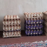 تخم مرغ محلی نطفه دار|حیوانات مزرعه|گرگان, |دیوار