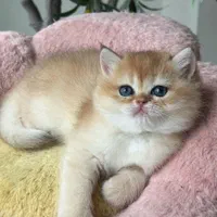 شهر گربه های بانمک ( پرشین اسکاتیش بریتیش )