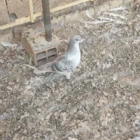 سه عدد گرفتنی . هر سه نر