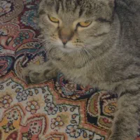 واگذاری گربه|گربه|اسلام‌شهر, شهرک امام حسین (میان آباد)|دیوار