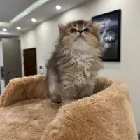 بریتیش لانگهیر موبلند